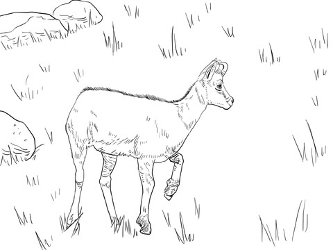 Realistic Chamois Coloring Page